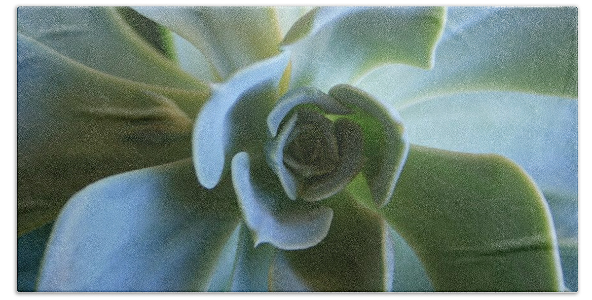 Aeonium Beach Towel featuring the photograph Aeonium by Marna Edwards Flavell