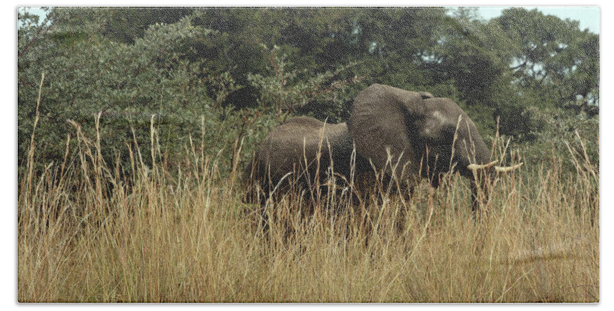 Karen Zuk Rosenblatt Art And Photography Beach Towel featuring the photograph African Elephant in Tall Grass by Karen Zuk Rosenblatt