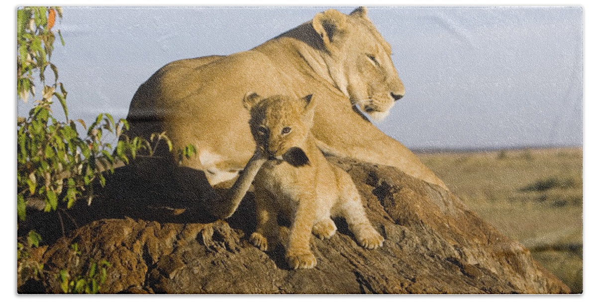 Mp Beach Towel featuring the photograph African Lion With Mother's Tail by Suzi Eszterhas