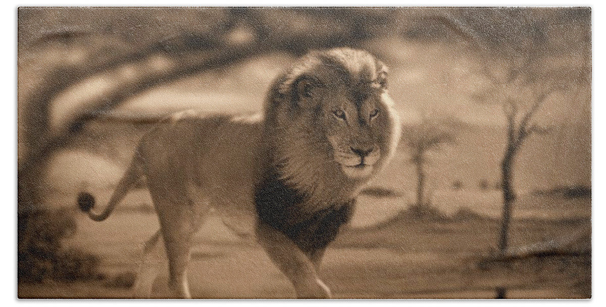 Lions Beach Sheet featuring the photograph African Nomad by Bill Stephens