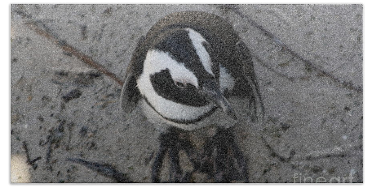 African Penguin Beach Towel featuring the photograph African Penguin by Bev Conover