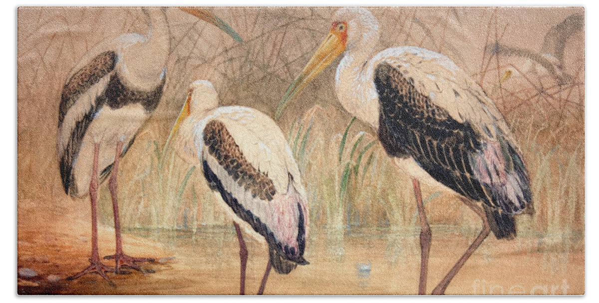 Ibis Beach Towel featuring the painting African Tantalus Pseudotantalus ibis by Joseph Wolf