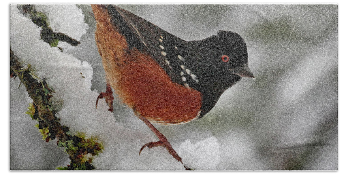 Spotted Towhee Beach Sheet featuring the photograph After the Snow Storm 365-293 by Inge Riis McDonald