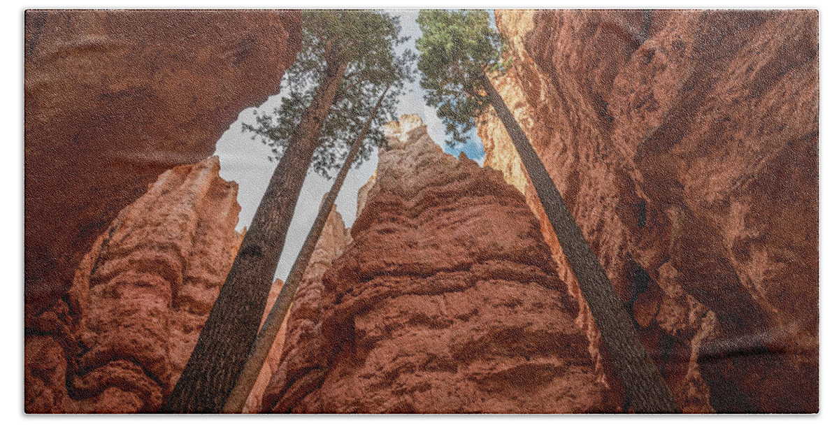 Tree Beach Towel featuring the photograph Against the Odds by Jody Partin