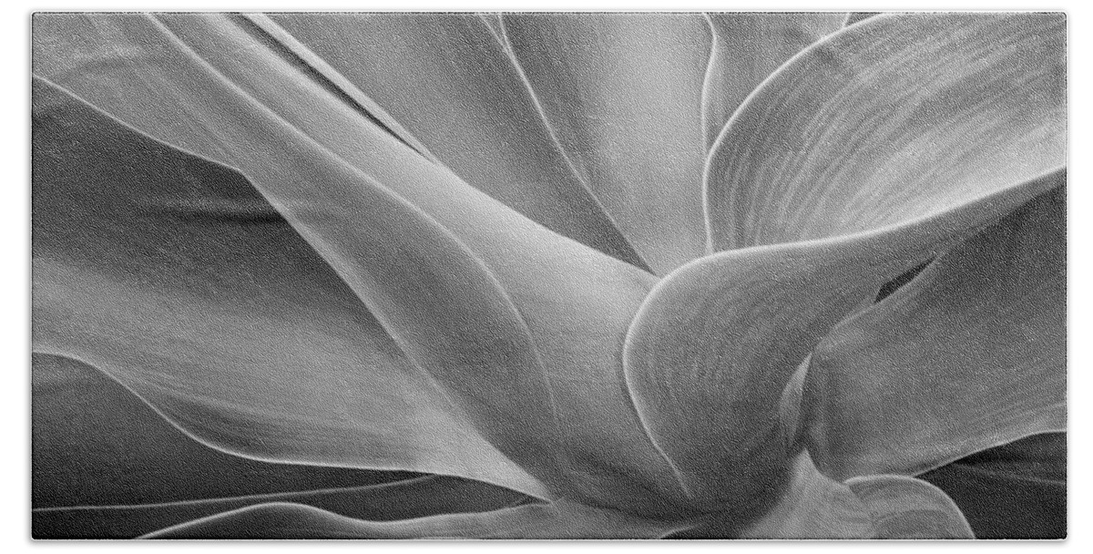 Agave Beach Sheet featuring the photograph Agave Shadows and Light by Bel Menpes
