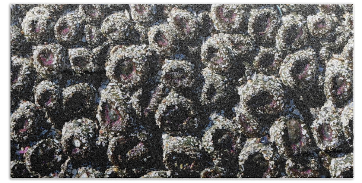 Aggregating Anemones Beach Towel featuring the photograph Aggregating Anemones by Christy Pooschke