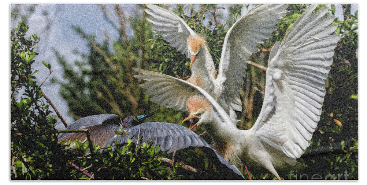 Egrets Beach Towel featuring the photograph Aggression Between Cattle Egrets and Tricolored Heron by DB Hayes
