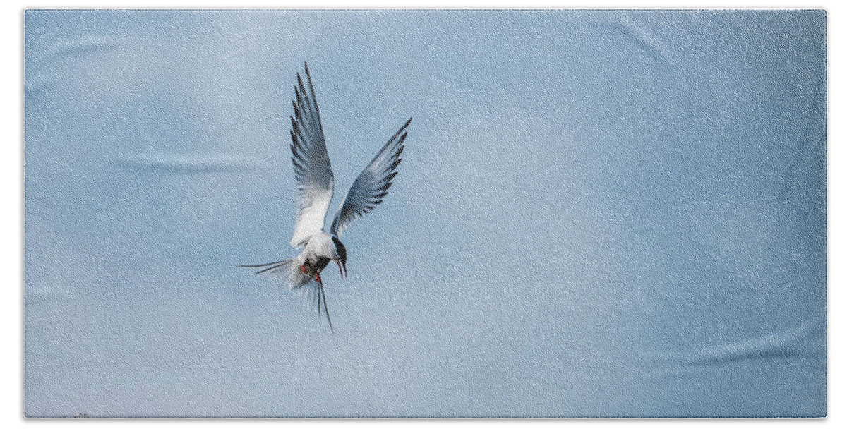 Aha A Fish Beach Towel featuring the photograph Aha a fish by Torbjorn Swenelius