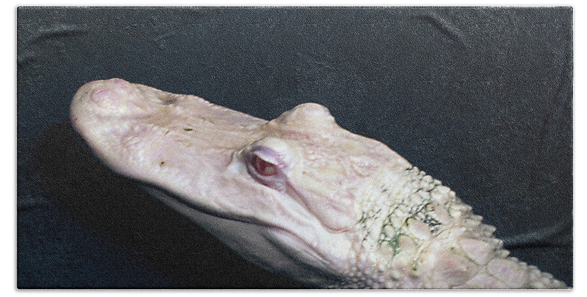 Albino Beach Towel featuring the photograph Albino Alligator by Bob Johnson