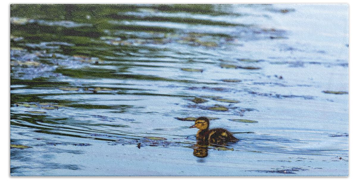 Duckling Beach Towel featuring the photograph All By Myself by Belinda Greb