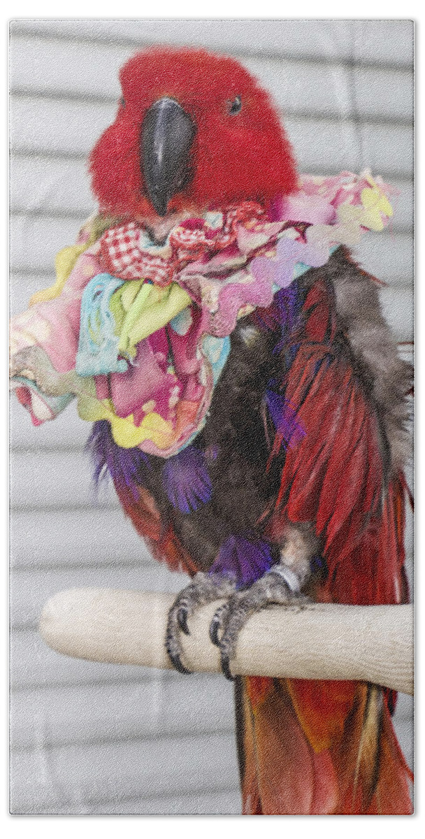 Birds Beach Towel featuring the photograph All Dressed Up And Nowhere To Go by Venetia Featherstone-Witty