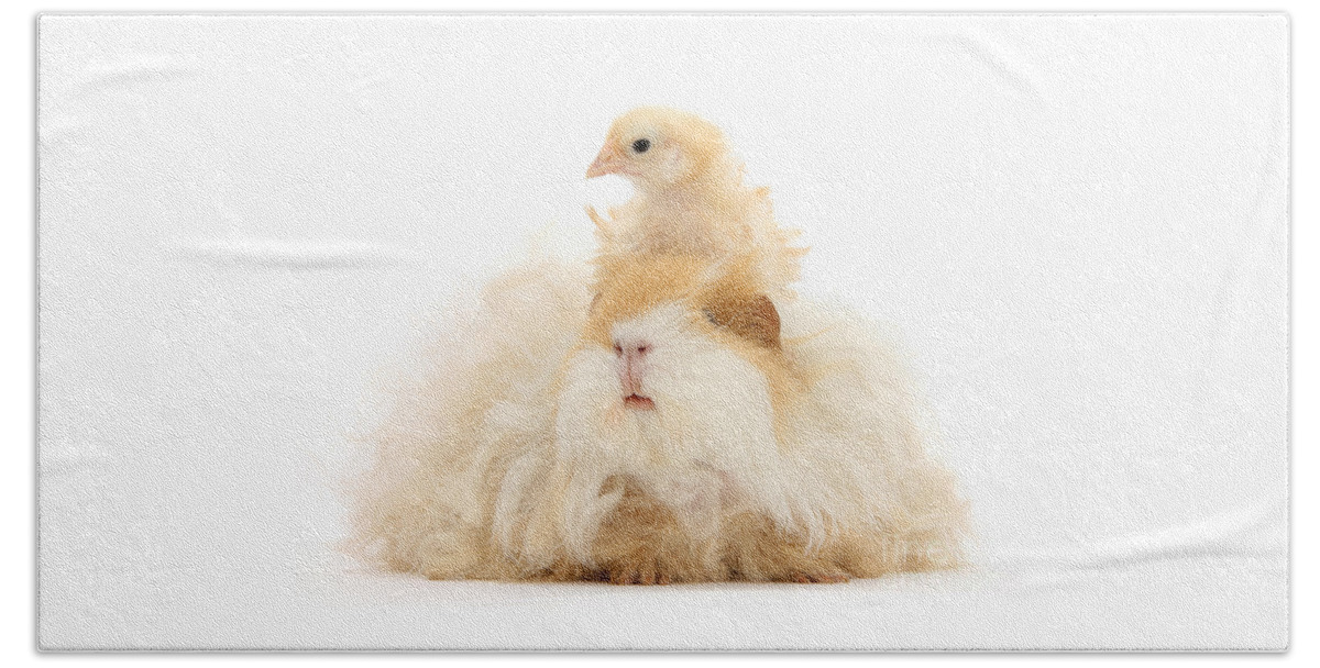 Guinea Pig Beach Sheet featuring the photograph All Frizzed up and Ready to Go by Warren Photographic