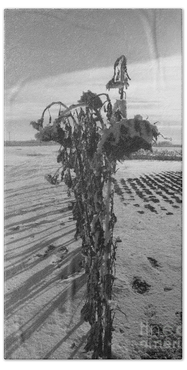 Sunflower Beach Towel featuring the photograph All in a Row by Mary Mikawoz