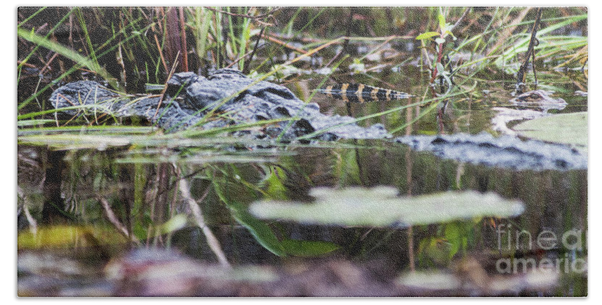 Loxahatchee Beach Towel featuring the photograph Alligator and Hatchling-2 by Steve Somerville