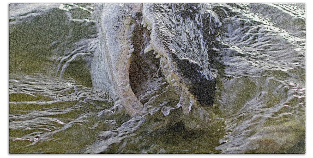 Alligator Photo Beach Towel featuring the photograph Alligator Dinner Time by Luana K Perez