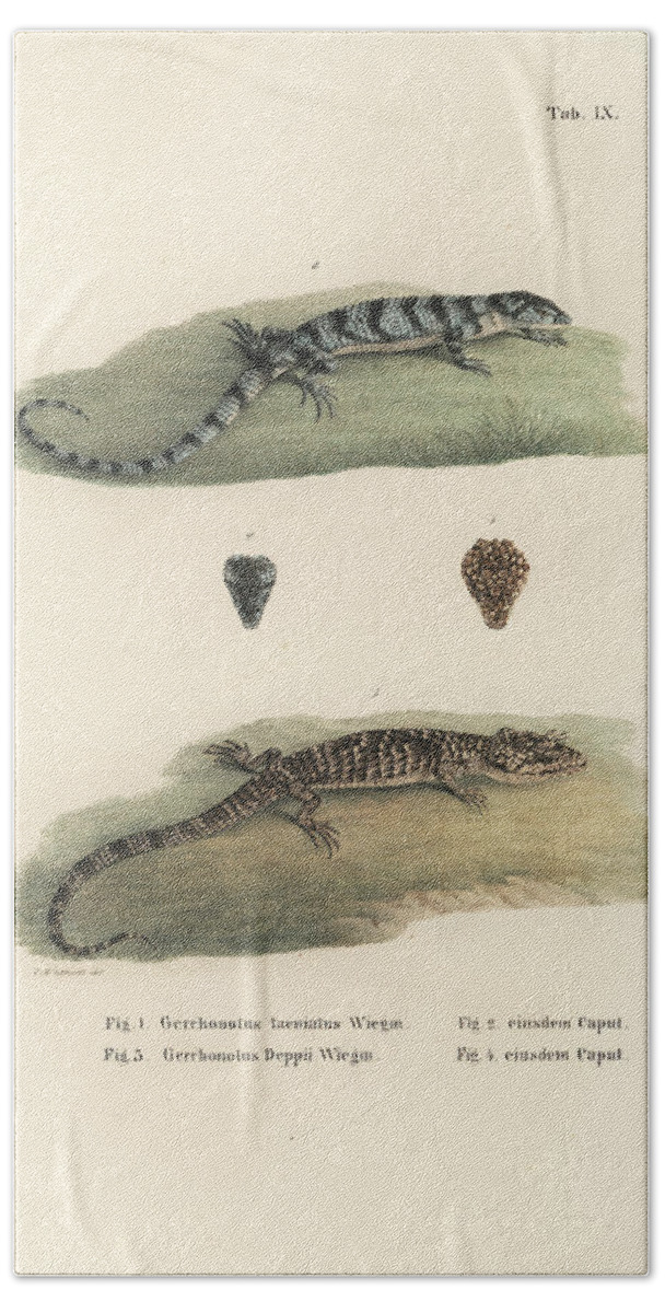 Deppes Arboreal Alligator Lizard Beach Towel featuring the drawing Alligator Lizards by Friedrich August Schmidt