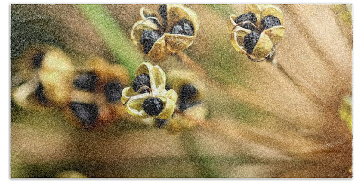 Allium Beach Towel featuring the photograph Allium Seed 2 by Jimmy Ostgard