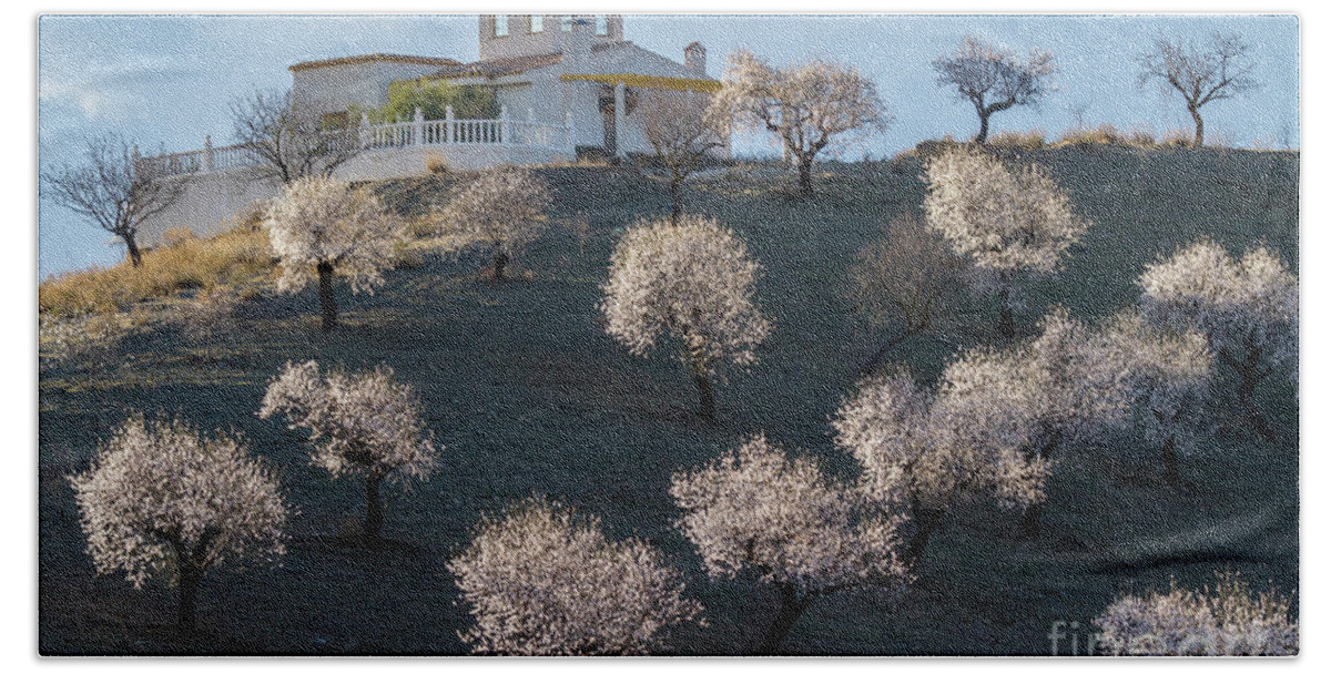Landscape Beach Towel featuring the photograph Almond Plantation by Heiko Koehrer-Wagner