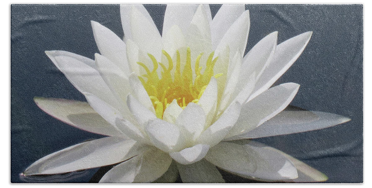Water Lily Beach Towel featuring the photograph Almost Perfect by Rosalie Scanlon