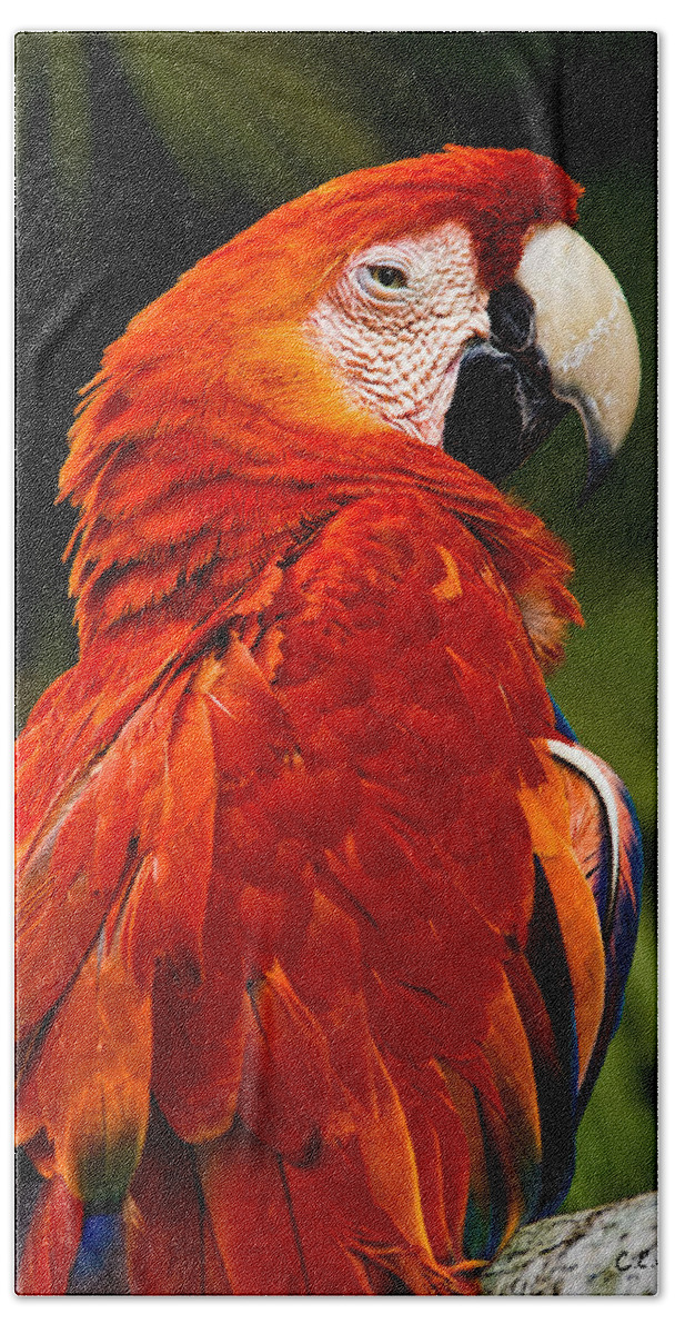 Bird Beach Towel featuring the photograph Aloof In Red by Christopher Holmes