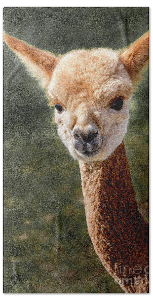 Alpaca Beach Towel featuring the photograph Alpaca by David Millenheft