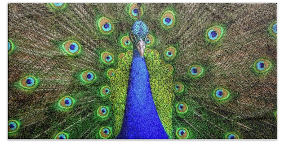 Peacocks Beach Towel featuring the photograph Always Colorful by Elaine Malott