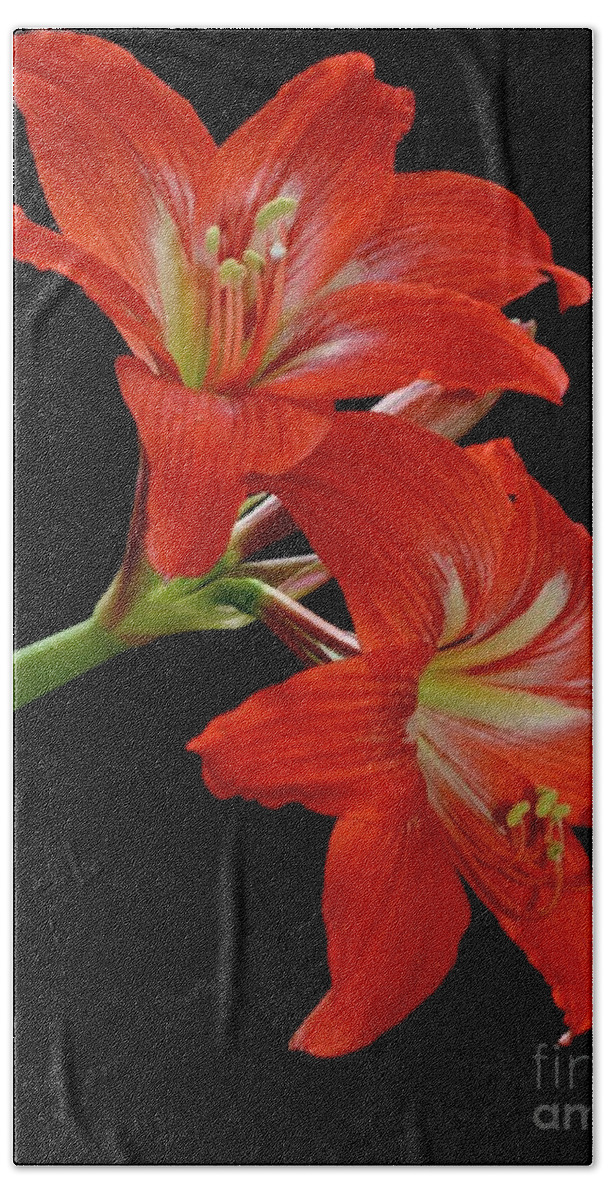 Gift Beach Towel featuring the photograph Amaryllis by AnnaJo Vahle