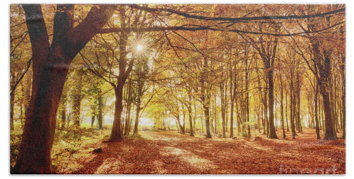 Woodland Beach Towel featuring the photograph Amazing forest colours in autumn fall by Simon Bratt