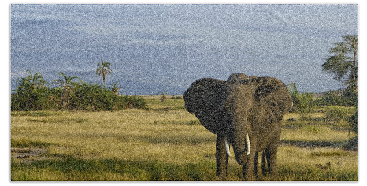 Africa Beach Towel featuring the photograph Amboseli Elephant by Michele Burgess