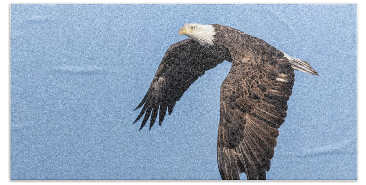 American Bald Eagle Beach Sheet featuring the photograph American Bald Eagle 2017-5 by Thomas Young