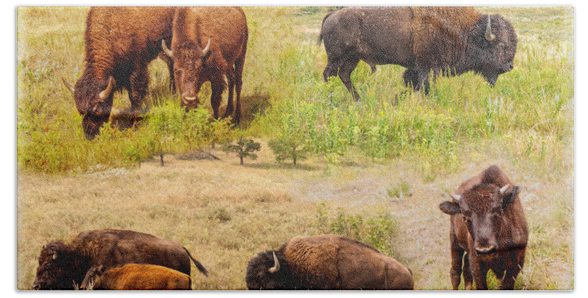 Landscape Beach Towel featuring the photograph American Bison Collage by John M Bailey