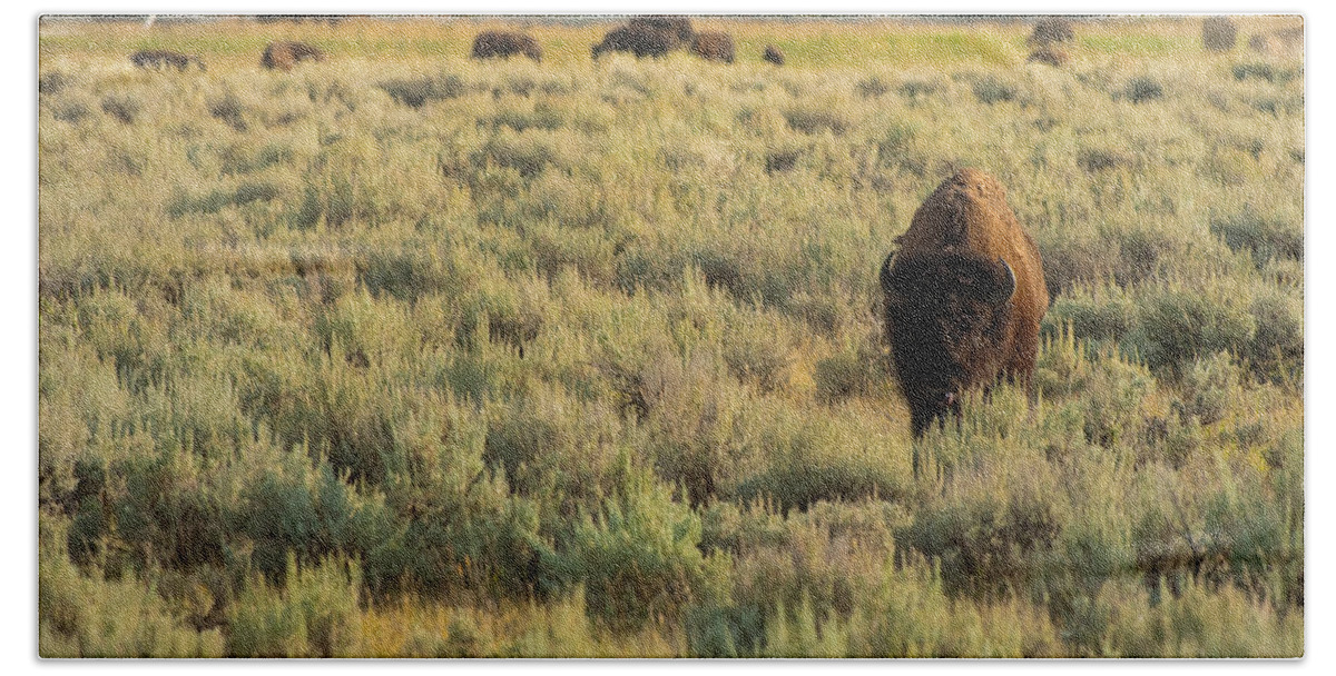 American Bison Beach Towel featuring the photograph American Bison by Sebastian Musial