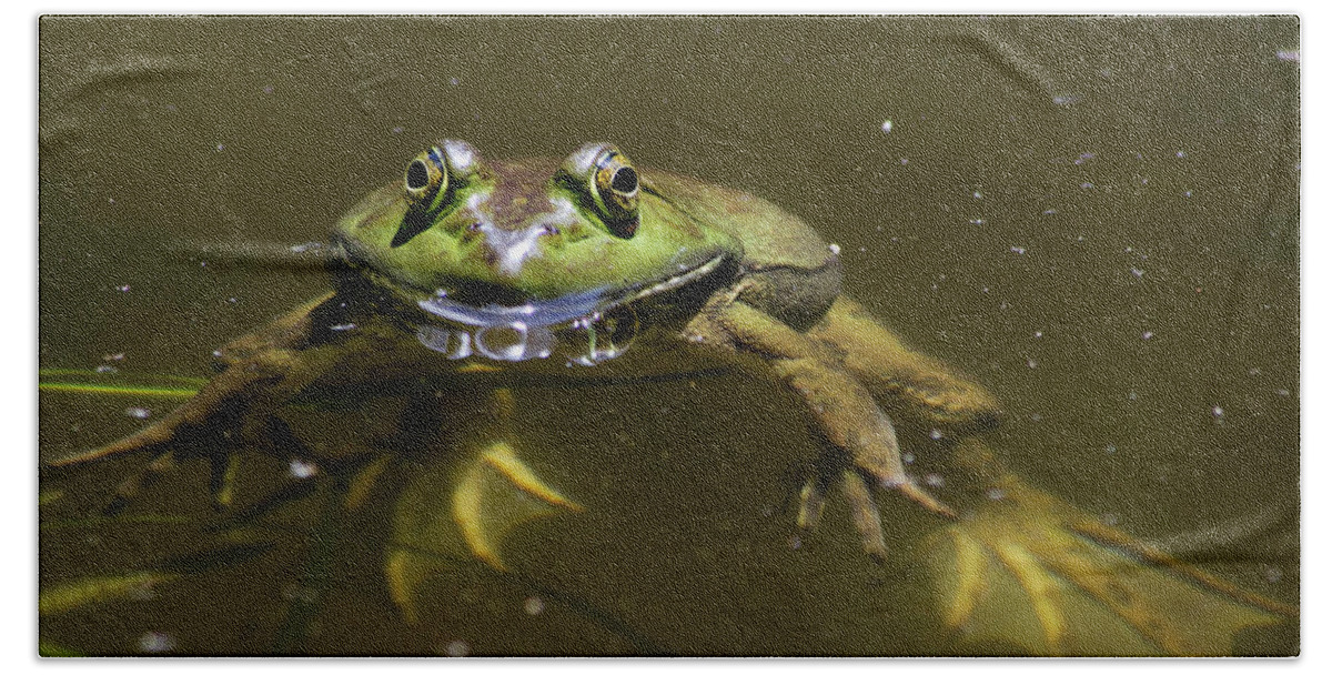 Frog Beach Towel featuring the photograph American Bullfrog by Christina Rollo
