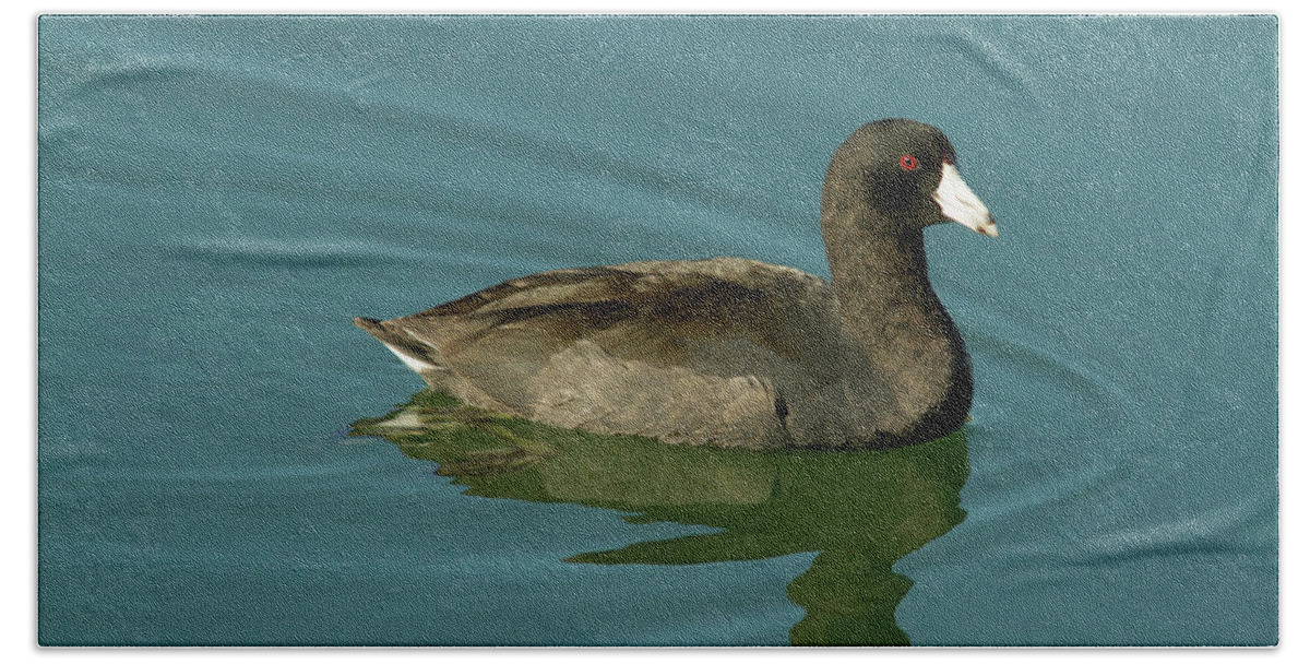 Coot Beach Sheet featuring the photograph American Coot by Paul Rebmann