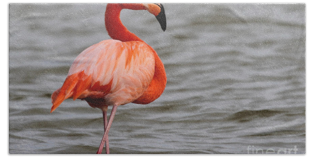 American Flamingo Beach Towel featuring the photograph American Flamingo by Meg Rousher