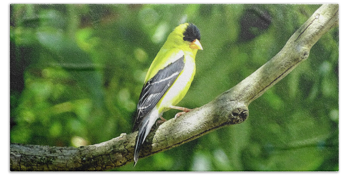 American Goldfinch Beach Towel featuring the photograph American Goldfinch 2 by Lilia S