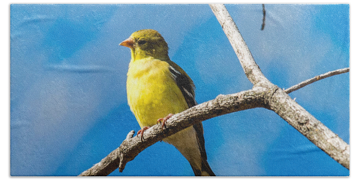 Male Beach Towel featuring the photograph American Goldfinch on a branch by Paul Freidlund