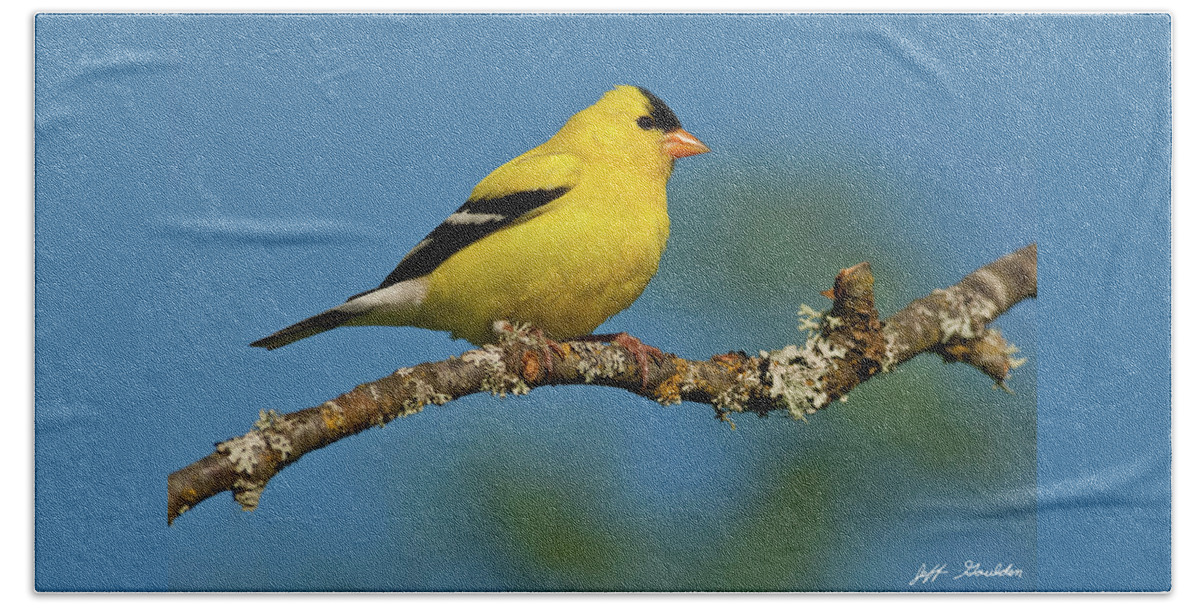 American Goldfinch Beach Towel featuring the photograph American Goldfinch Perched in a Tree by Jeff Goulden