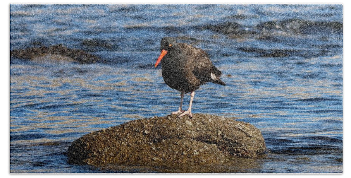 American Beach Towel featuring the photograph American Oystercatcher - 2 by Christy Pooschke