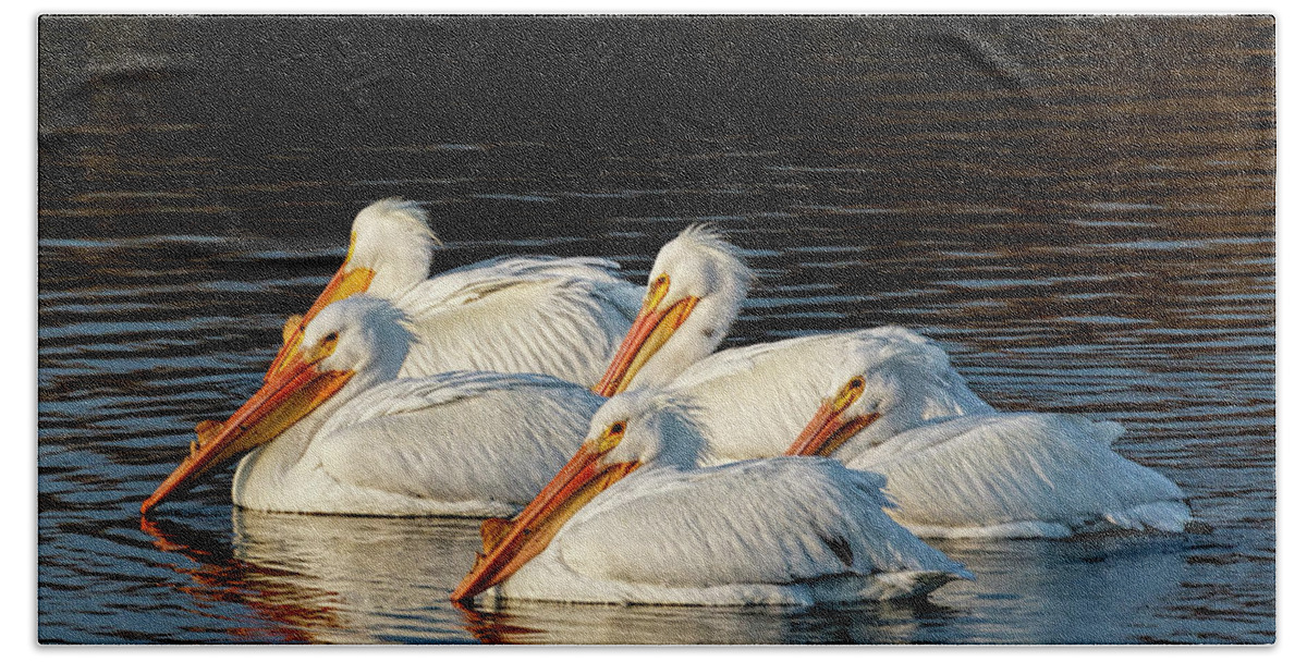 Kansas Beach Sheet featuring the photograph American Pelicans - 03 by Rob Graham