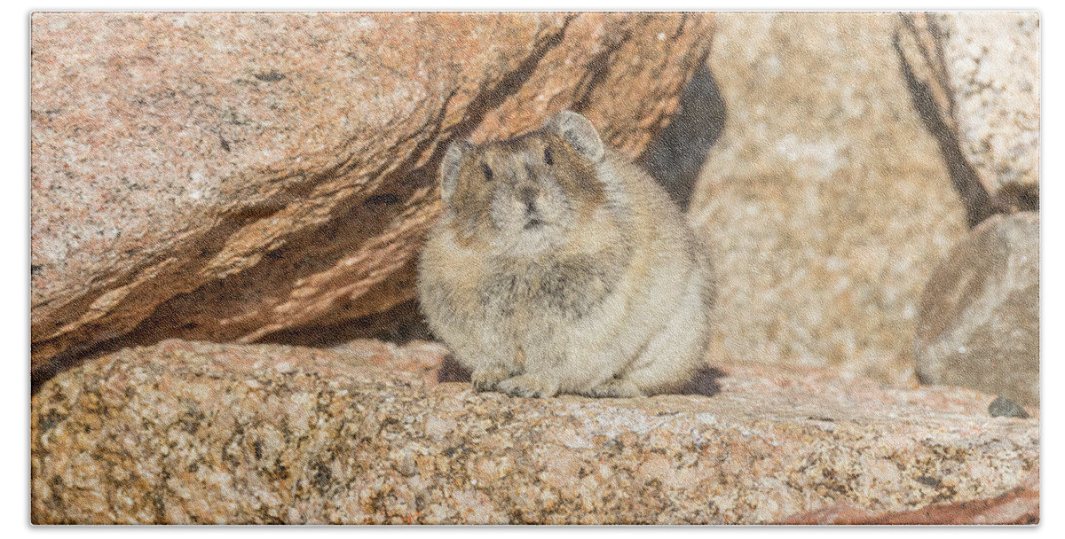 Pika Beach Towel featuring the photograph American Pika Focuses on the Camera by Tony Hake