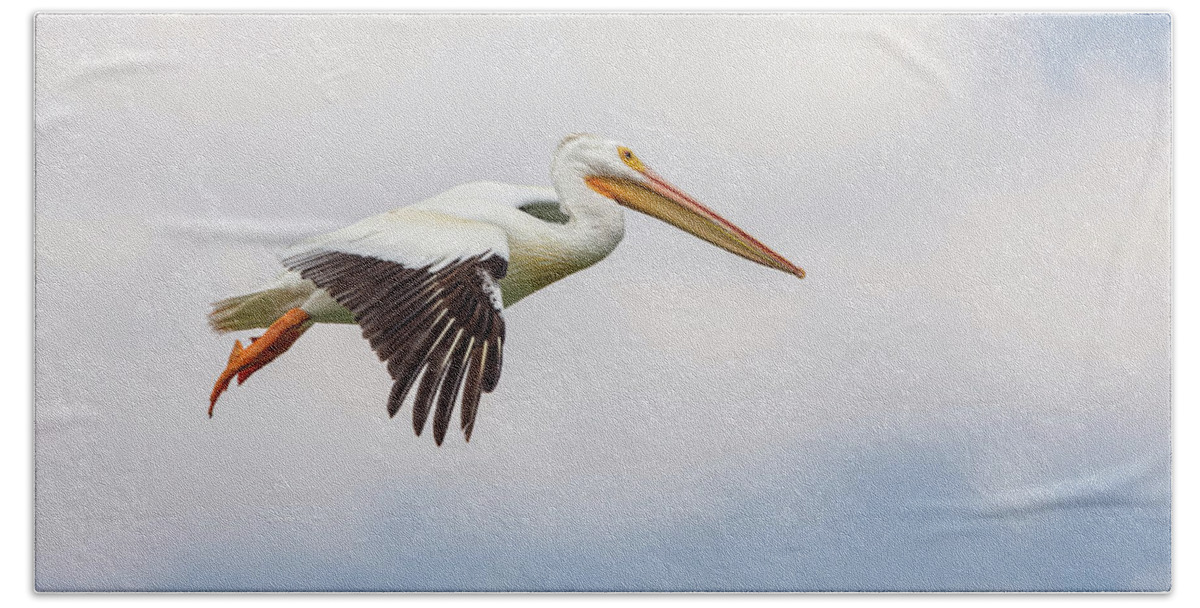 Pelican Beach Towel featuring the photograph American White Pelican Cruising by James BO Insogna