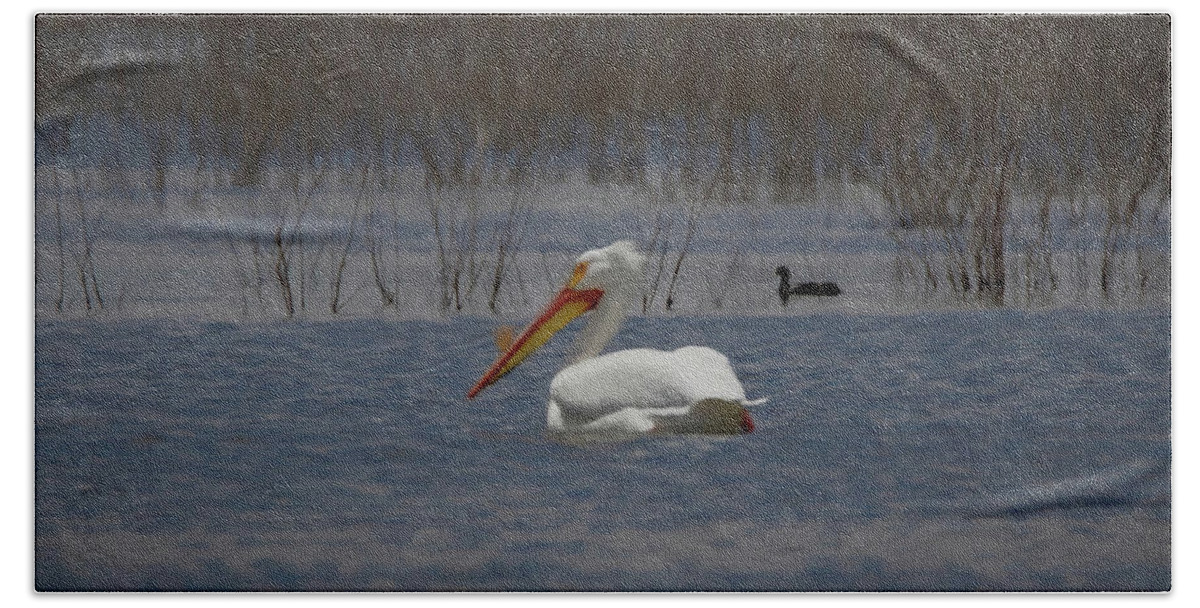 American White Pelican Beach Towel featuring the digital art American White Pelican Searching Da by Ernest Echols