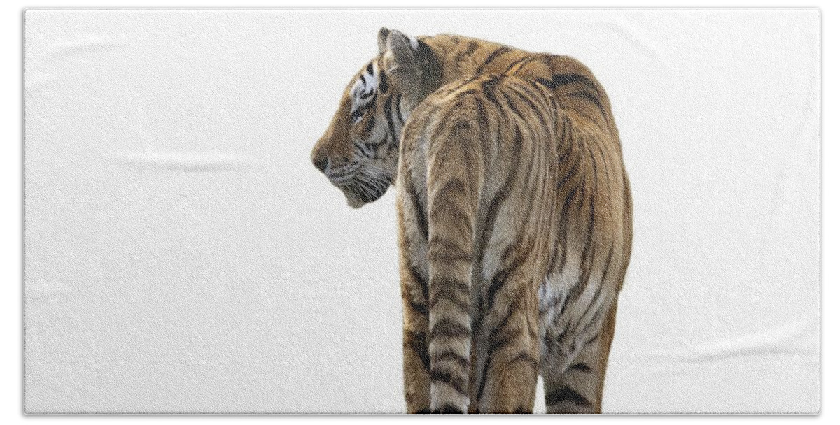 T-shirt Beach Towel featuring the photograph Amur Tiger on Transparent background by Terri Waters