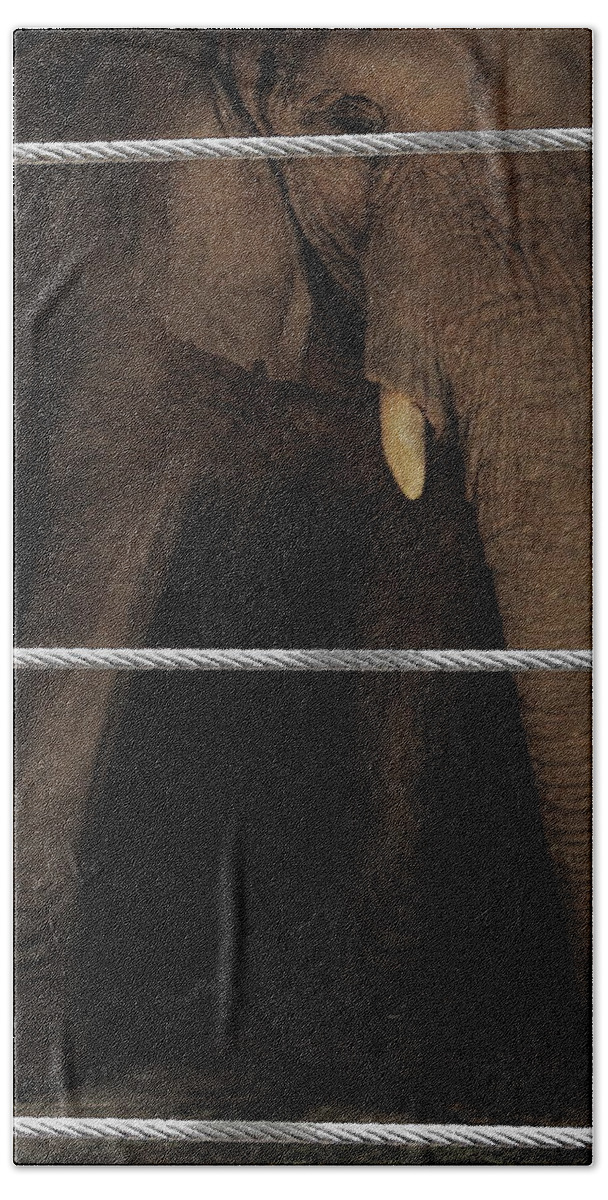 Elephants Beach Towel featuring the photograph An Apology to Elephants by Jeff Heimlich