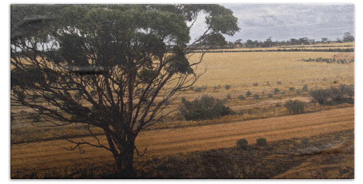Digital Color Photo Beach Towel featuring the photograph An Australian Tree by Tim Richards