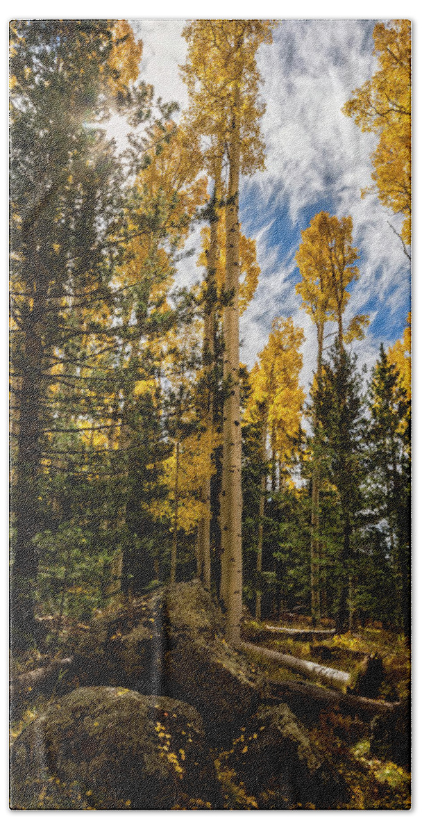 Fall Beach Towel featuring the photograph An Autumn Morning in the Woods by Saija Lehtonen