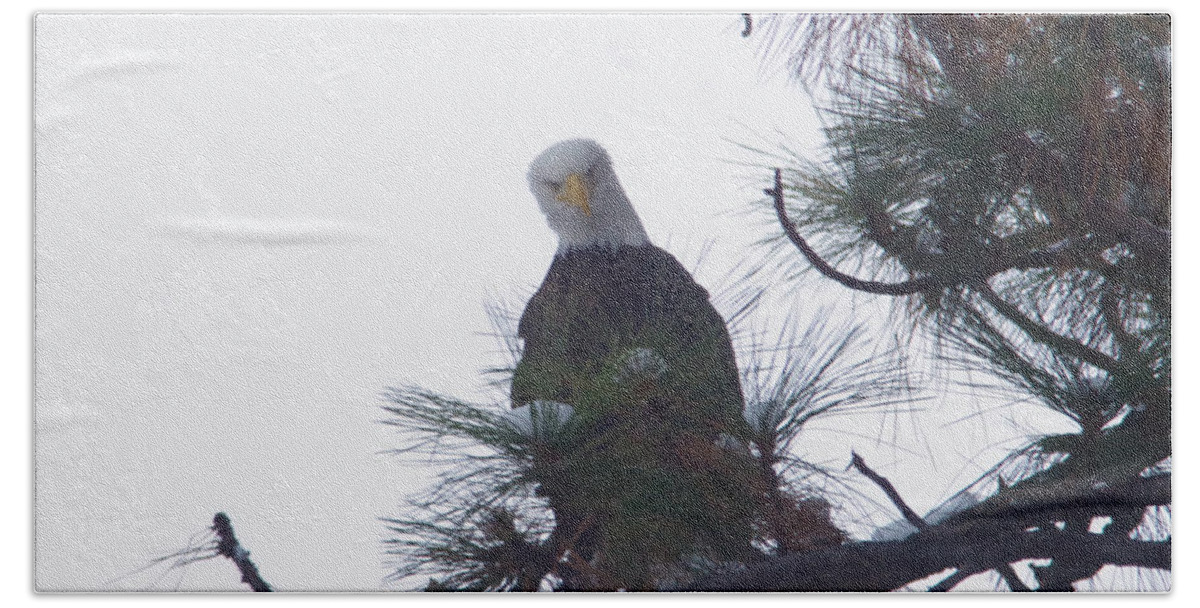 Eagle Beach Towel featuring the photograph An eagle looks down by Jeff Swan