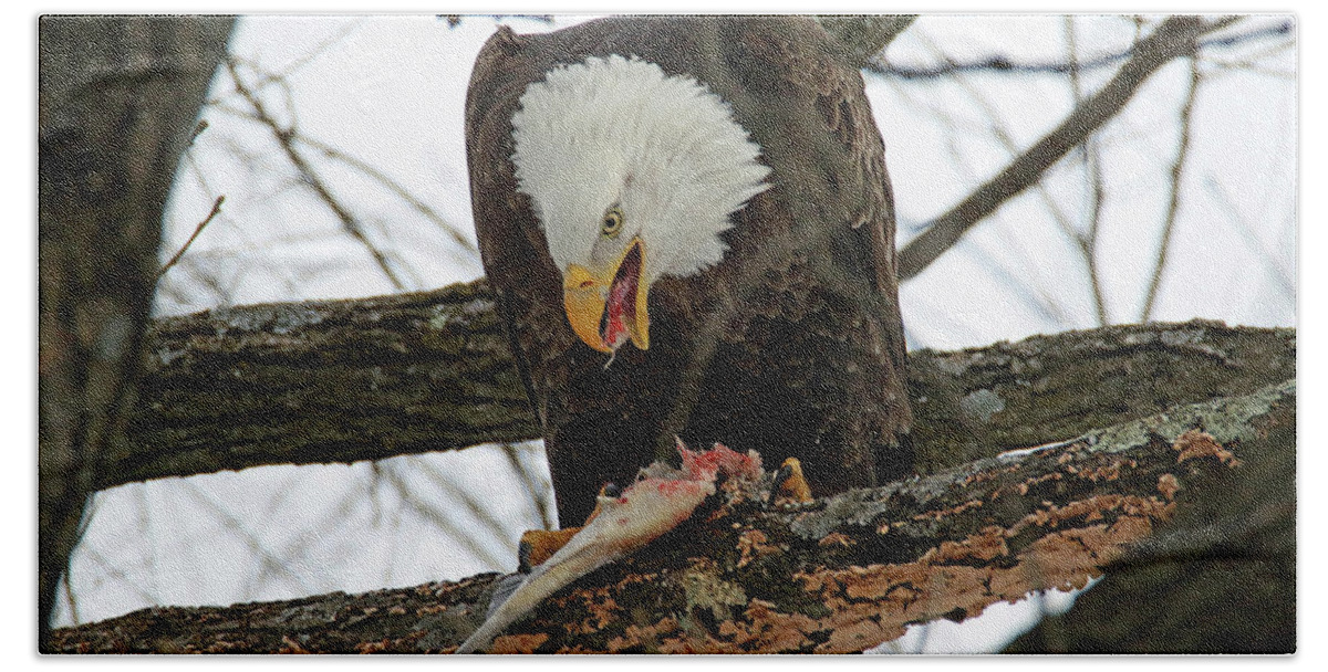 Bald Eagle Beach Towel featuring the photograph An Eagles Meal by Brook Burling