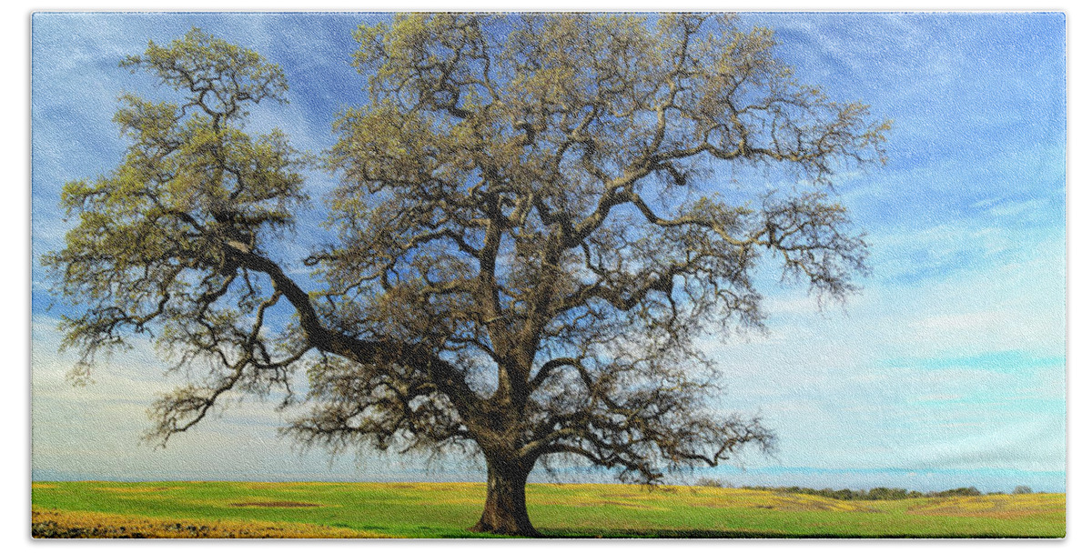 Oak Beach Towel featuring the photograph An Oak In Spring by James Eddy